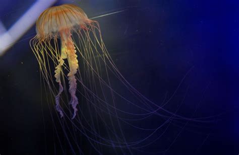 Giant new species of jellyfish hits beach | CNN