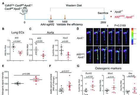 Endothelial cell EC specific KLF2 Krüppel like factor 2 knockdown