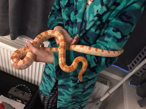 Adult Corn Snake And Full Setup In Darton South Yorkshire Gumtree