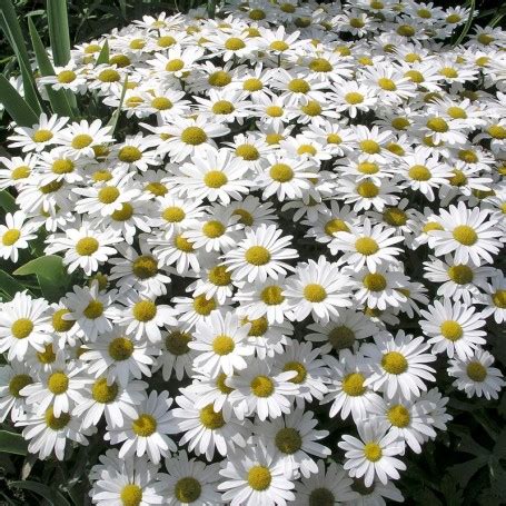 Buy Leucanthemum Dwarf Snow Lady