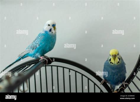 Budgie pair in blue on cage Stock Photo - Alamy