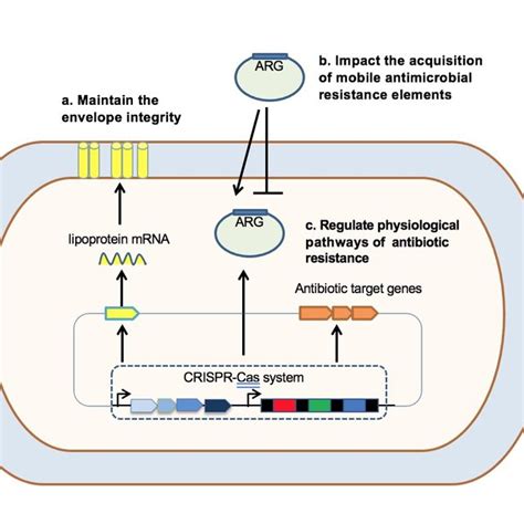 Nanoparticle Delivery Systems For Crispr Cas9 Download Scientific Diagram