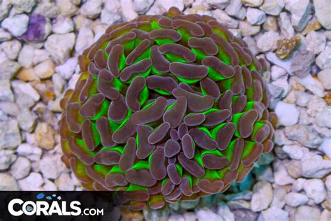 Branching Hammer Australia Neon Stems Purple Tips Head Corals