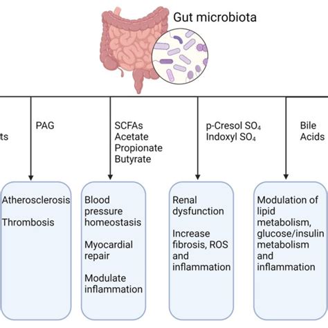 Gut Microbiota Its Metabolites And Their Effect On Cvds Tma