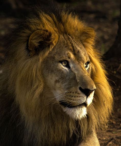 Asiatic Lion | National Geographic | Beautiful cats, Asiatic lion, Lion ...