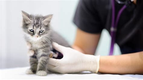 What To Ask At Your Cats Vet Appointment Cy Fair Animal Hospital