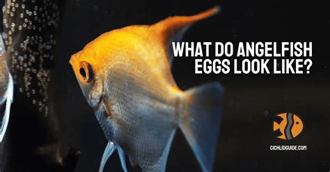 What Do Angelfish Eggs Look Like Cichlid Guide