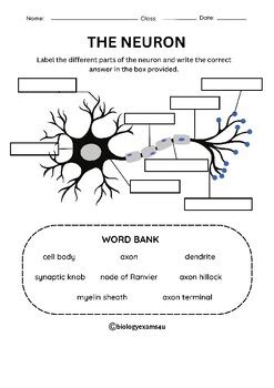 Neuron Structure Labeling Worksheet Color And Black And White With Easel