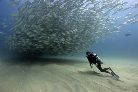 Cabo Pulmo Baja Sur Peninsula Pelagic Life