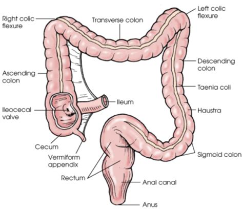 Sectional Anatomy Chapter Abdomen Flashcards Quizlet