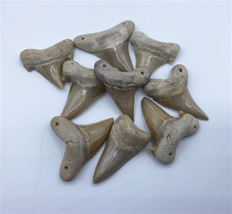 Prehistoric Shark Teeth from Morocco - Amber International