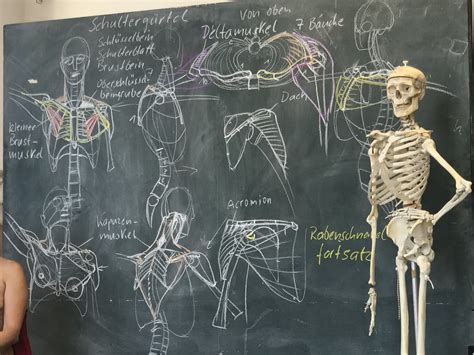 Anatomie Grav