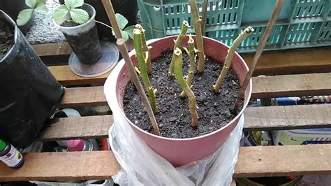 Poinsettia Propagation Using Branch Cuttings Youtube