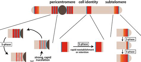 Different Heterochromatin Loci Experience Stochastic Or Stable