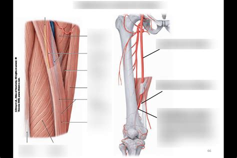 adductor canal and adductor hiatus Diagram | Quizlet