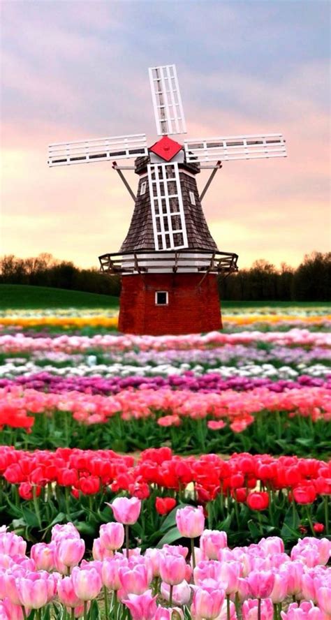 Holland With Their Beautiful Tulips And Windmills Ios8 Hd Wallpaper For Iphone And Ipod Touch