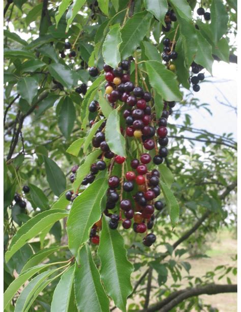 Mexican Capulin Cherry Grafted Tree Prunus Salicifolia