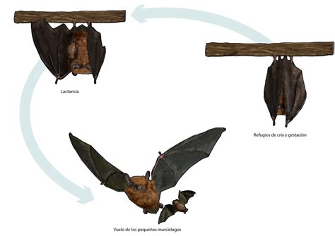 Ciclo De Vida De Los Murciélagos Canal Del Área De Tecnología Educativa