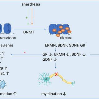 Schematic Overview Of The Molecular Mechanisms Of Postoperative