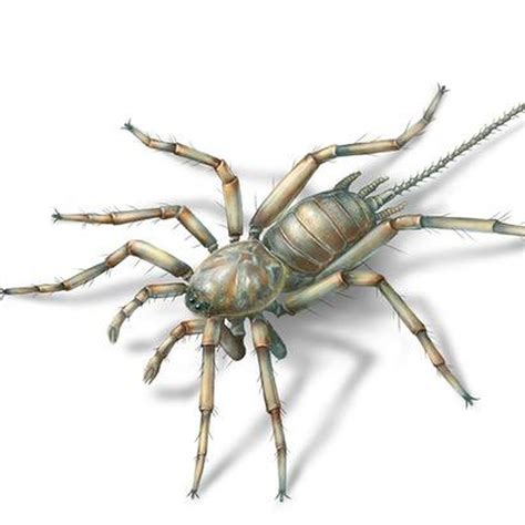 Giant Prehistoric Spider