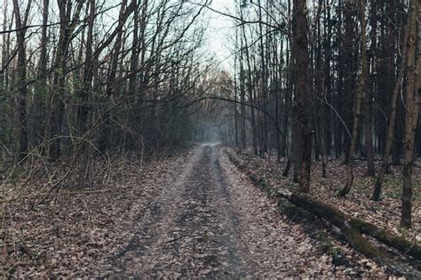 Premium Photo | Dark scary forest path at night surreal halloween