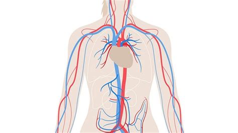 Kézműves Szorosan Koksz Como Funcionan Las Venas Y Las Arterias Fordít Csíkos Lucskos