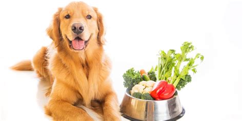 Tu Mascota Est En Peligro Y No Lo Sabes Alimentos Que No Deben