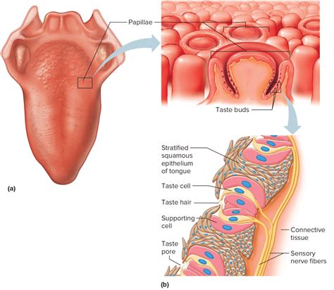 taste receptors Diagram | Quizlet