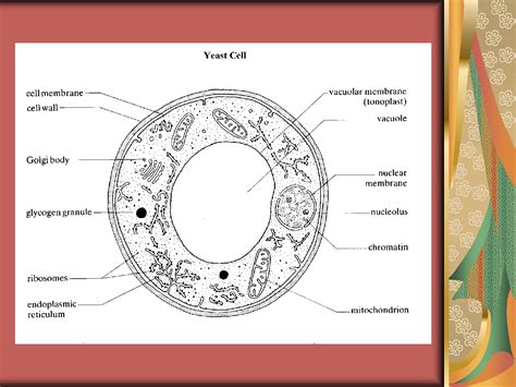 SOLUTION: Fungi cell wall composition types and reproduction in fungi ...