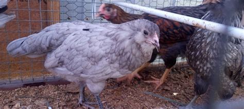 Injectable Super B Complex Dose Backyard Chickens Learn How To Raise Chickens