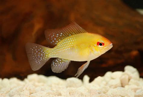 Golden Ram Dwarf Cichlid Mikrogeophagus Ramirezi Aquarium Fish Stock