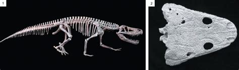 TWO EXTINCTIONS AND THE DINOSAURS Crater Explorer