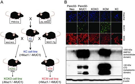 Mouse Pda Cell Lines Used In This Study A Kc Mice Producing Kras