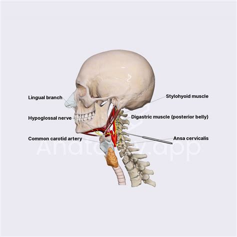 Hypoglossal nerve (CN XII) | Cranial nerves | Head and Neck | Anatomy ...