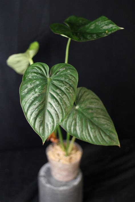 Philodendron Pastazanum X Plowmanii A