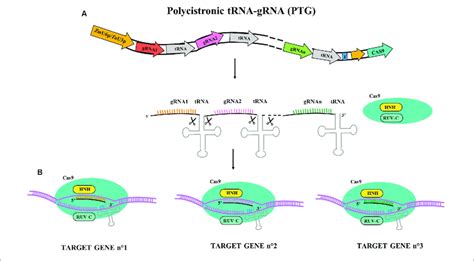 Illustrative Diagram Of Polycistronic Trna Grna Ptg Gene Construct