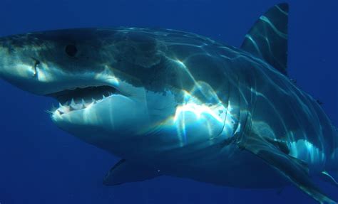 4 Massive Great White Sharks Tracked Swimming Down Florida Coast Wsvn