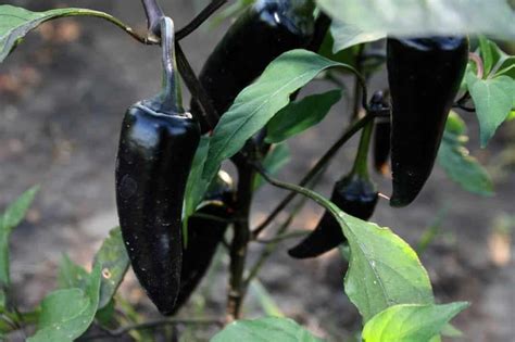 Black Hungarian Pepper Guide Heat Flavor Uses