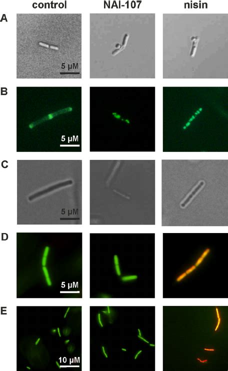 Microscopy Of B Subtilis Cells Treated With Nai 107 Or Nisin A Download Scientific Diagram