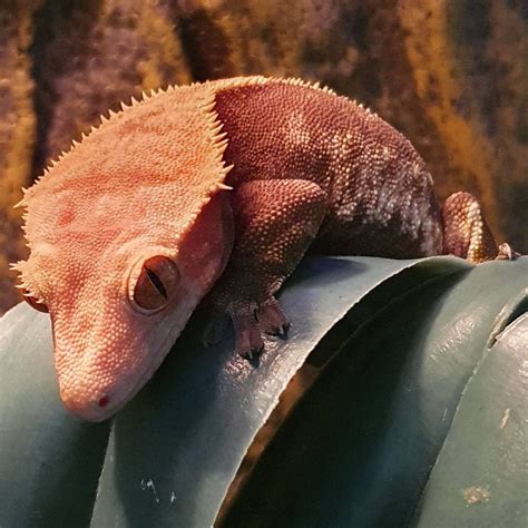 Chocolate Harlequin Crested gecko, these geckos will display the same