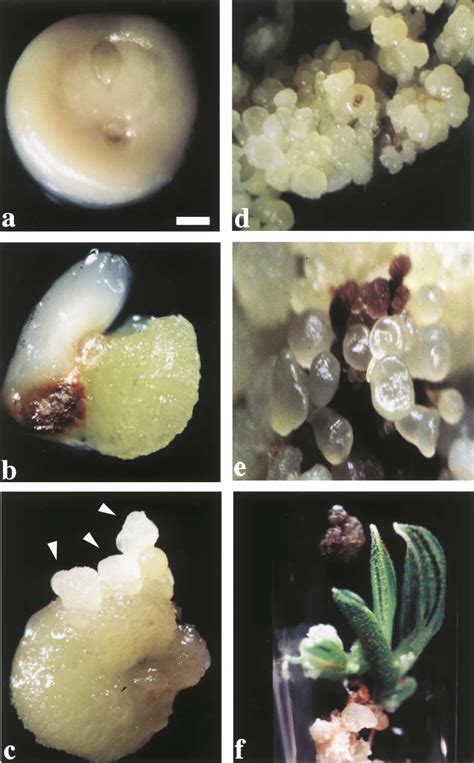 Plant Regeneration Through Somatic Embryogenesis From Segments Of