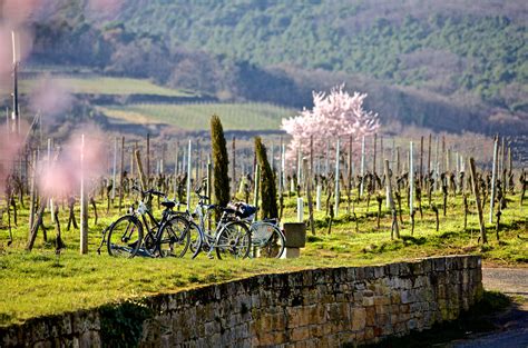 Deidesheim Fahrrad Touren Pfalz Bewegtde