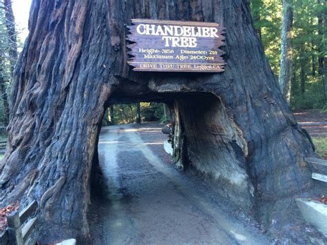 World Famous Chandelier Tree | California Curiosities