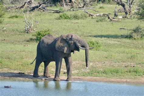 Day Savanna Elephant Loxodonta Africana Bull Drink Flickr