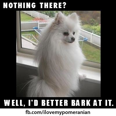 Pomeranian dog Memes