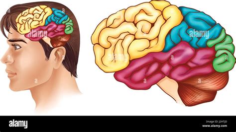 Diagrama Que Muestra Las Diferentes Partes Del Cerebro Humano