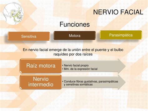 PPT PARÁLISIS FACIAL PERIFÉRICA Y CENTRAL PowerPoint Presentation