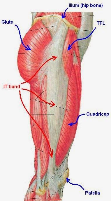 Primal Movement Solutions : Runner’s Knee (ITB Friction Syndrome), a ...