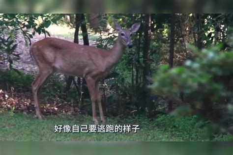 小鹿正在雪地里蹦跶，下一秒鹿角掉了！ 雪地 鹿角