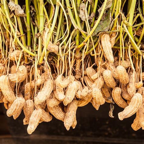 Semillas De Cacachuete Arachis Hypogaea The Original Garden